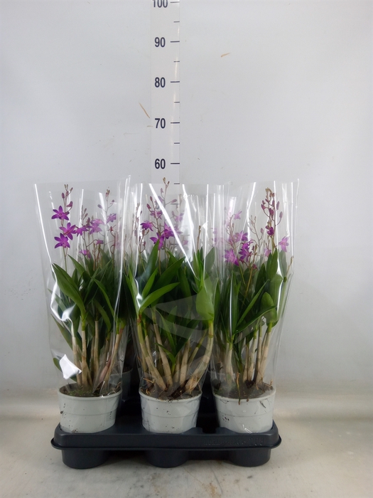 <h4>Dendrobium  'Berry Oda'</h4>