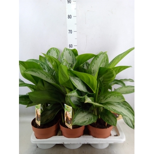 Aglaonema  'Silver Bay'
