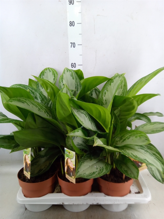 <h4>Aglaonema  'Silver Bay'</h4>