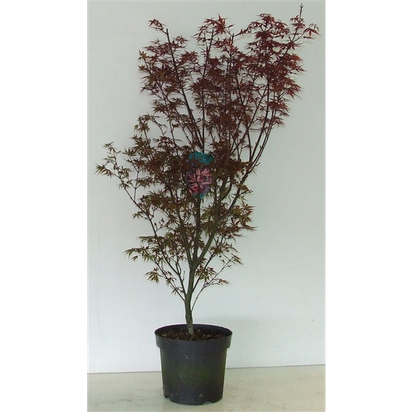 <h4>Acer palmatum 'Skeeters Broom' P26</h4>