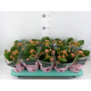 Kalanchoe blos. 'Serenity Pink'