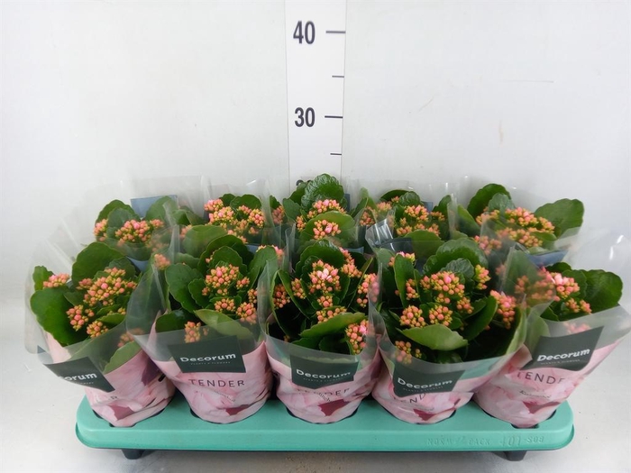 <h4>Kalanchoe blos. 'Serenity Pink'</h4>