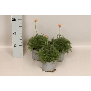 Overig 12 cm Rhodanthemum Orange