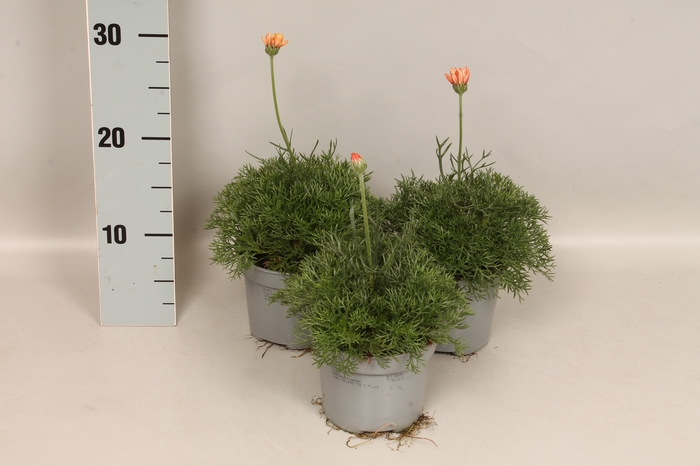 Overig 12 cm Rhodanthemum Orange