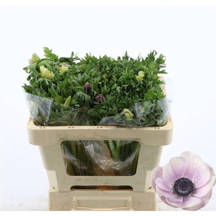 <h4>ANEM CO GALIL PASTEL</h4>