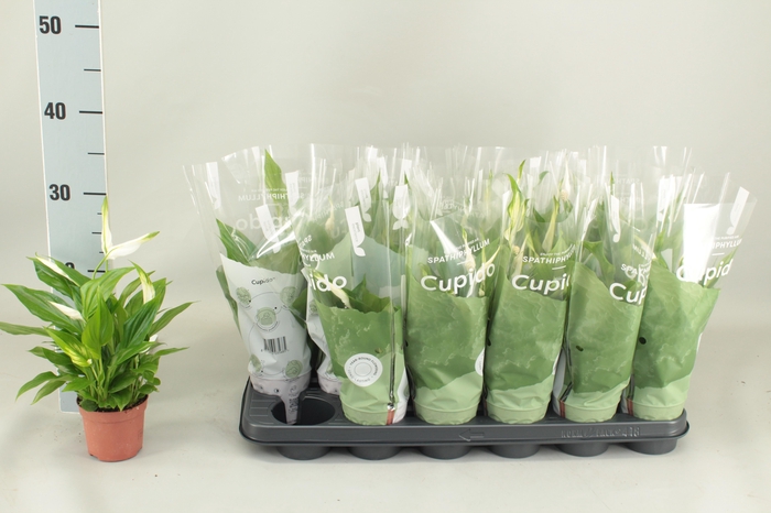 <h4>SPATH PEARL CUPIDO</h4>