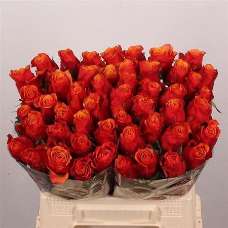 <h4>R Gr Espana</h4>