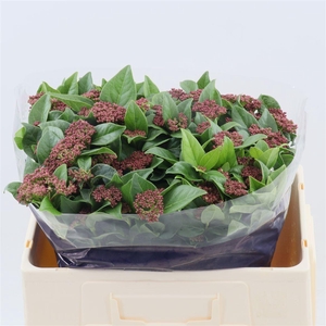 Viburnum Macrophyllum (per Stuk)