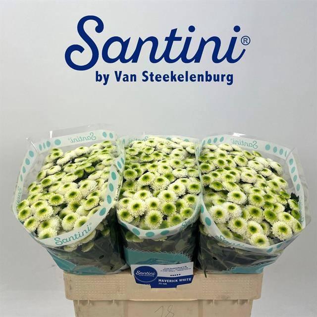 <h4>Chrys santini Maverick White</h4>