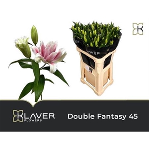 Li Or Du Do Fantasy 5+