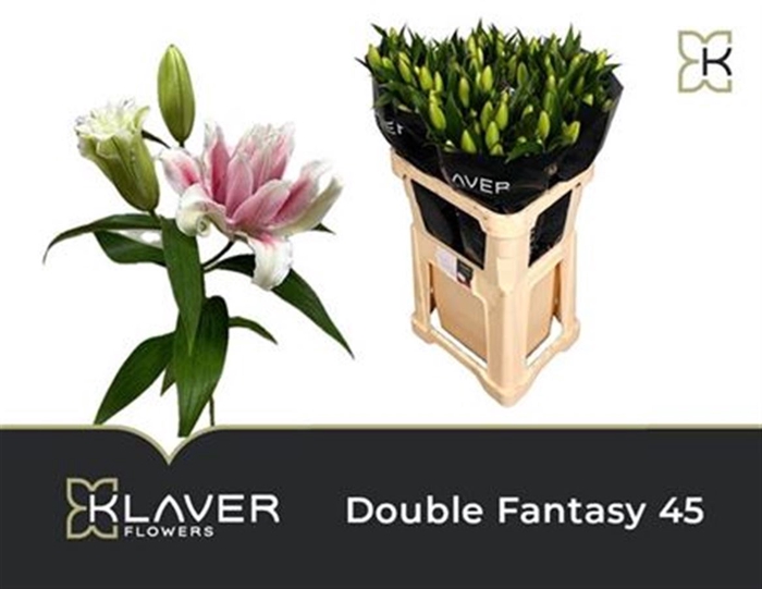 <h4>Li Or Du Do Fantasy 5+</h4>