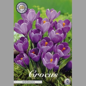 Crocus Vernus Remembrance X10