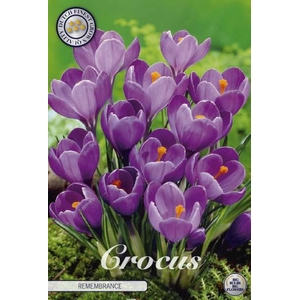 Crocus Vernus Remembrance X10