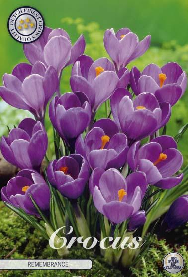 <h4>Crocus Vernus Remembrance X10</h4>