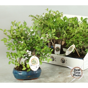 BONSAI GEM