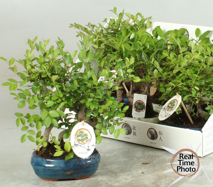 <h4>BONSAI GEM</h4>