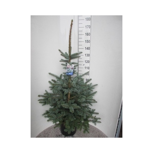 <h4>Picea pungens Super Blue 150-160 P36</h4>