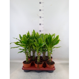Dracaena frag. 'Golden Coast'