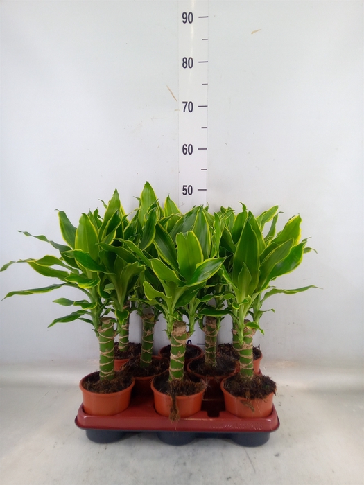 <h4>Dracaena frag. 'Golden Coast'</h4>