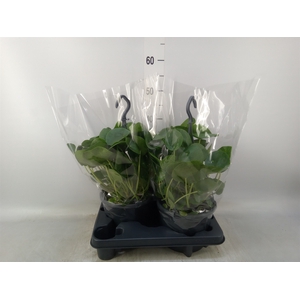 Pilea peperomoides