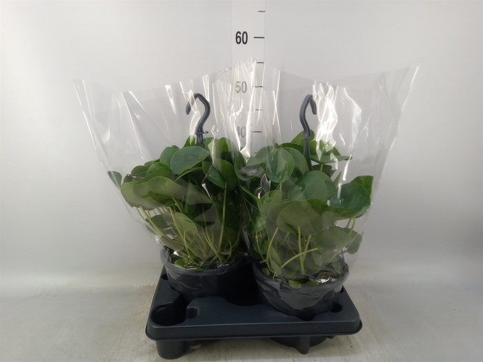 <h4>Pilea peperomoides</h4>