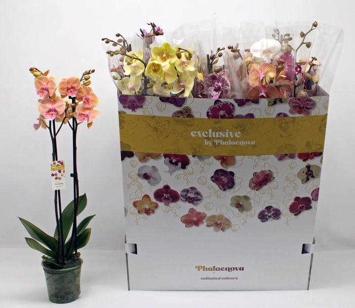 <h4>PHAL GEM 10 KL</h4>