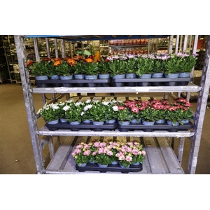 Osteo Mixk 1 Kleur Per Tray