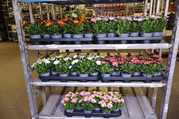 <h4>Osteo Mixk 1 Kleur Per Tray</h4>