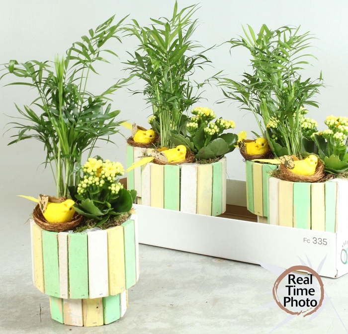 <h4>ARR KAMERPL</h4>