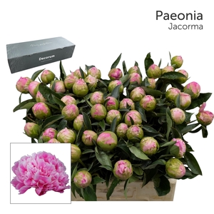 PAEO L JACORMA Big Box 80