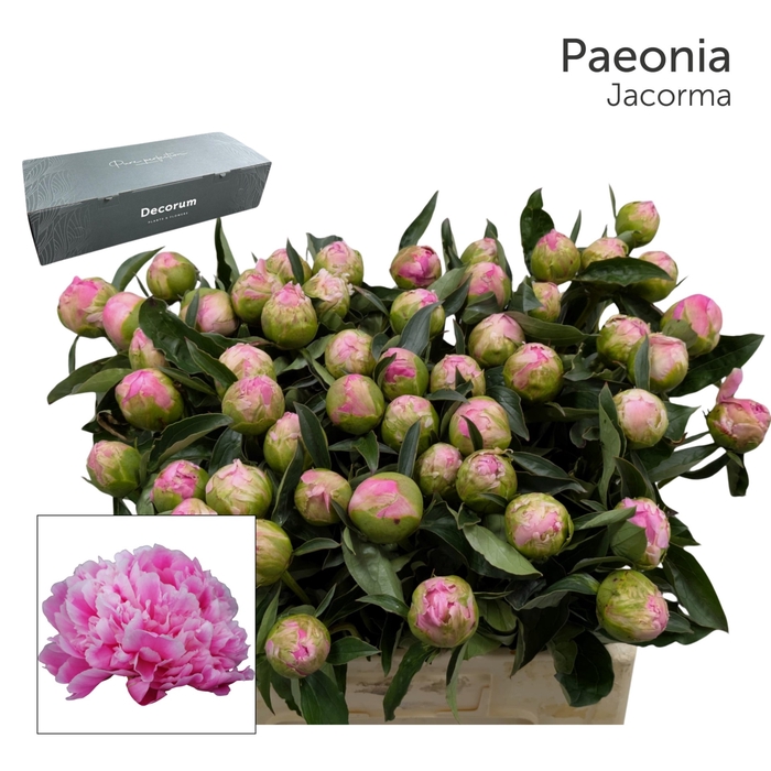 <h4>PAEO L JACORMA Big Box 80</h4>