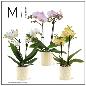Phalaenopsis Multi Easter 2 spike - 9cm in Sevilla | Mimesis