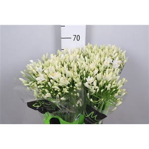 Agapanthus  'Gletsjer'