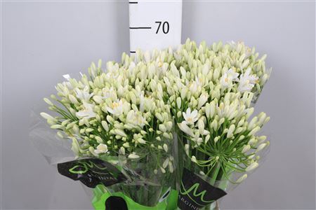 <h4>Agapanthus  'Gletsjer'</h4>