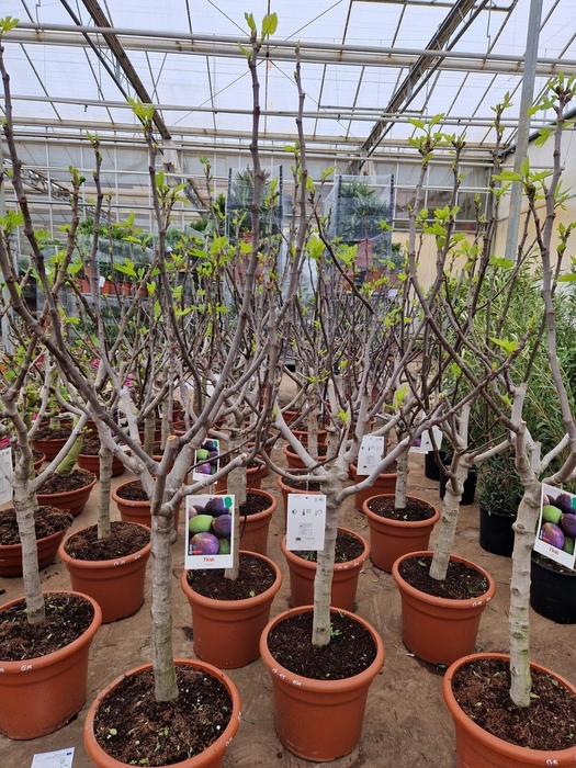 <h4>FICUS CARICA</h4>