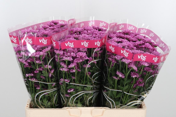 <h4>Chr San Aaa Krissi</h4>