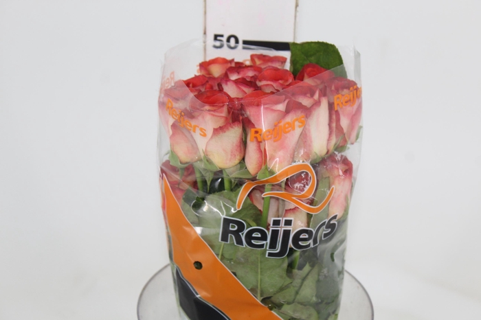 <h4>ROSA LEONIDAS 050 CM ESTUFA</h4>