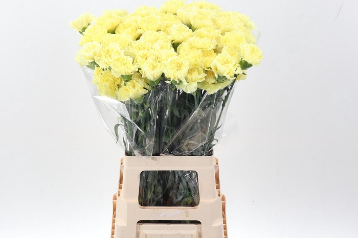 <h4>Di St Hermes Yellow hi</h4>