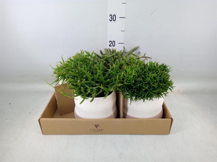 <h4>Rhipsalis   ...mix</h4>