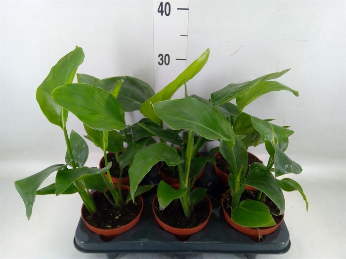 <h4>Strelitzia nicolai</h4>