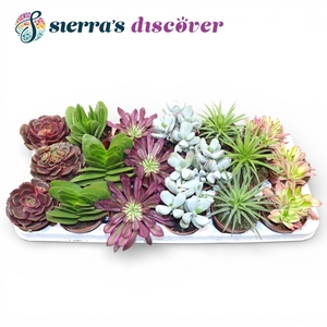 Discover® - Barcelona Succulents Mix (Exclusive)