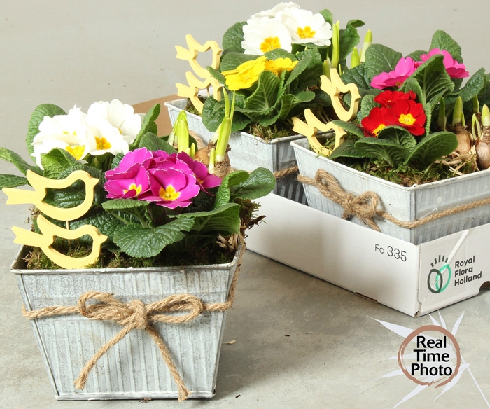 <h4>ARR TUINPLANTEN</h4>