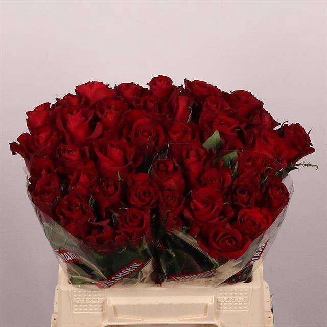<h4>Rosa large ever red</h4>