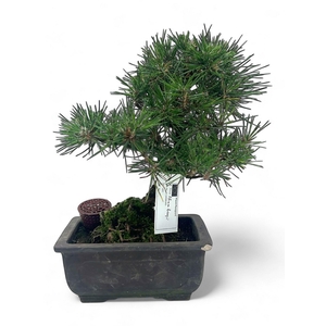 Pinus thunbergii, pot 19cm. Height 35cm. (single item)