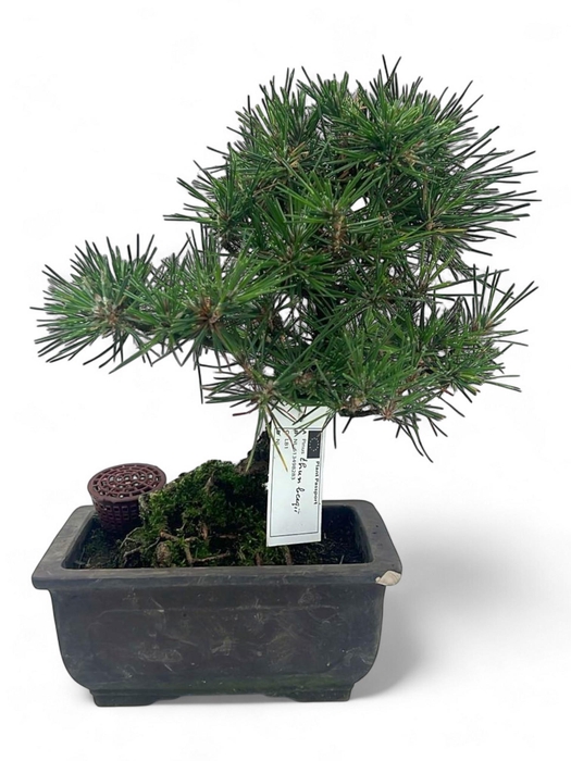 <h4>Pinus thunbergii, pot 19cm. Height 35cm. (single item)</h4>
