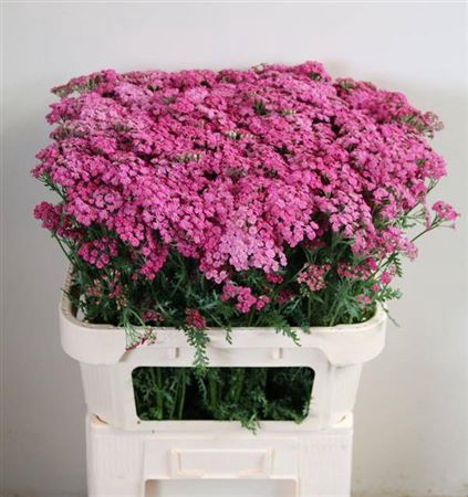 <h4>Achillea M Daphne</h4>