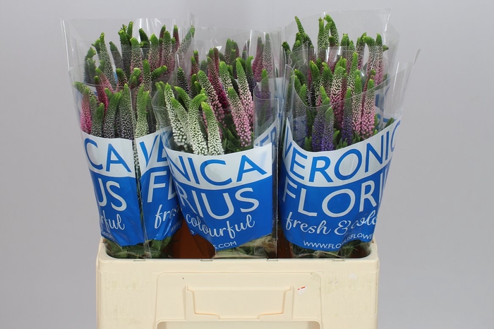 <h4>Veronica Colour Mix X 25</h4>