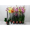 Phal Gem 7 Kl