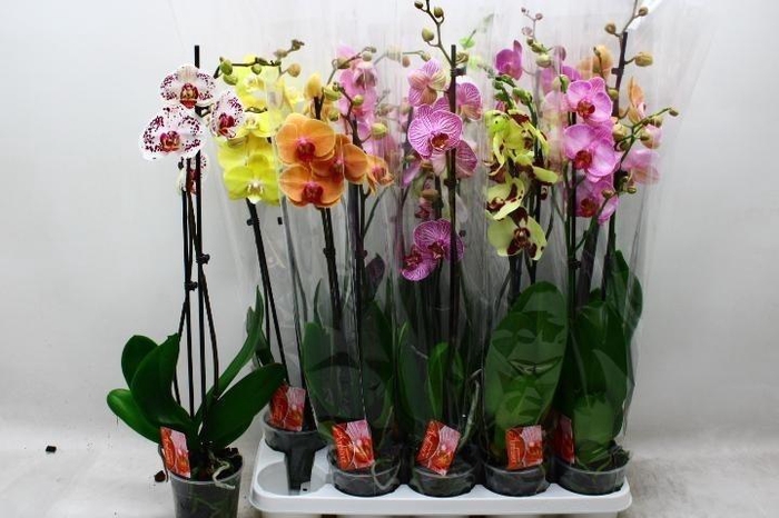 Phal Gem 7 Kl