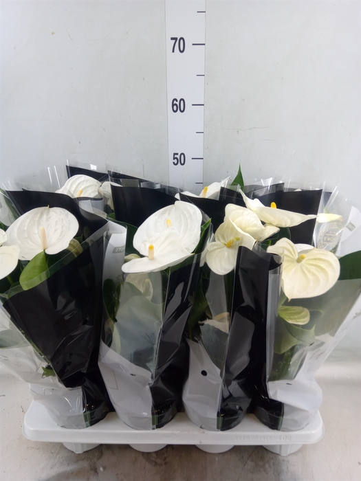 <h4>Anthurium andr. 'Alpine'</h4>